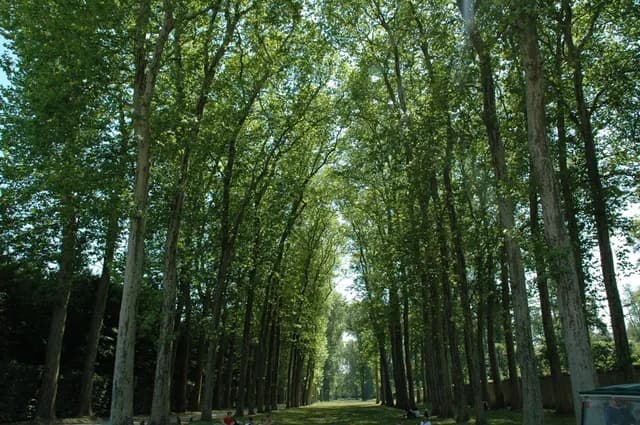 2005 Paris