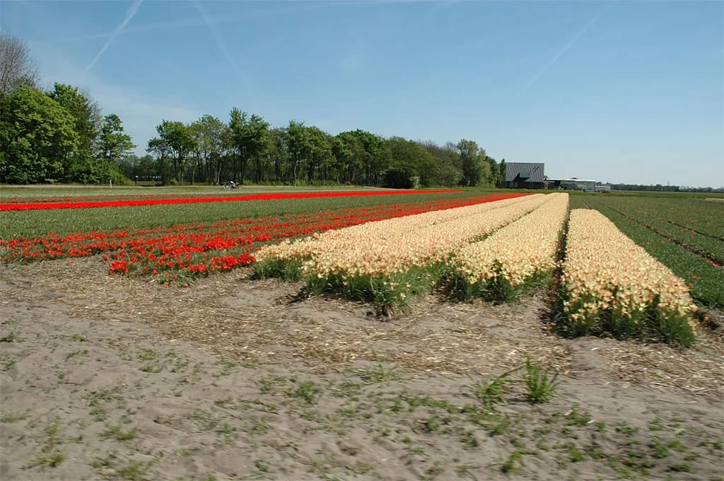 2007 Bollenrit