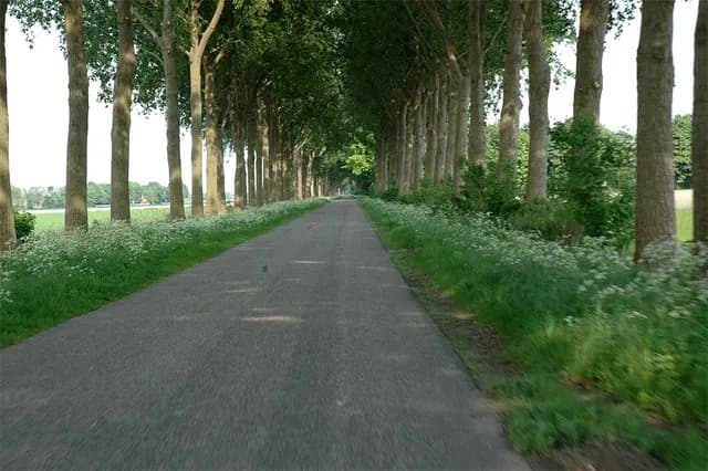 2008 Lisse
